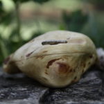 Ocarina